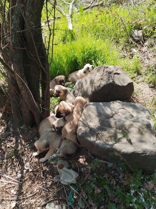 Barınak önüne bırakılan ağızları bağlı çuvallarda yavru köpekler bulundu