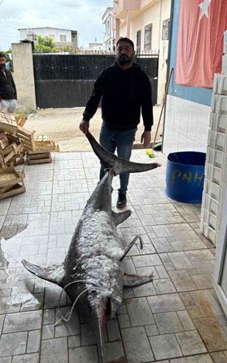 Avladığı 3 metre boyundaki 150 kiloluk kılıç balığını 30 bin TL'ye sattı