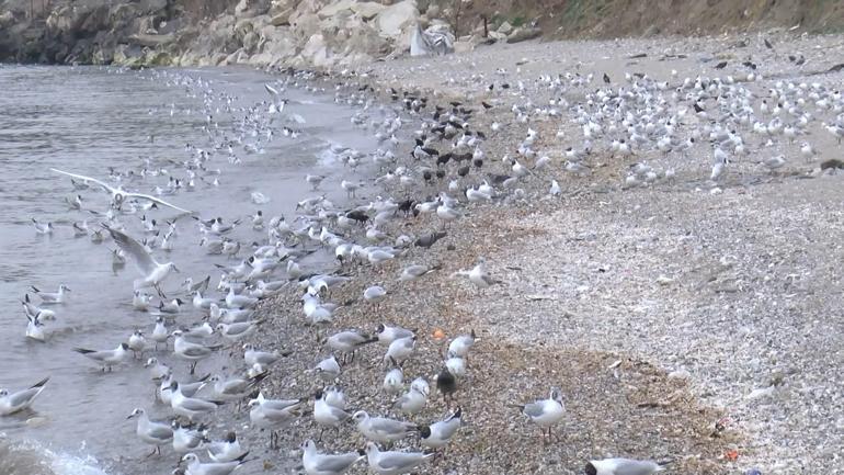 Beylikdüzü'nde 'kanalizasyon suyu denize akıyor' iddiası