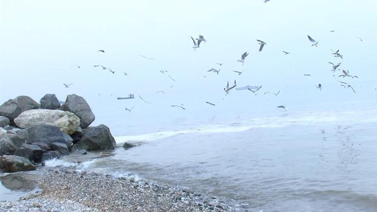 Beylikdüzü'nde 'kanalizasyon suyu denize akıyor' iddiası