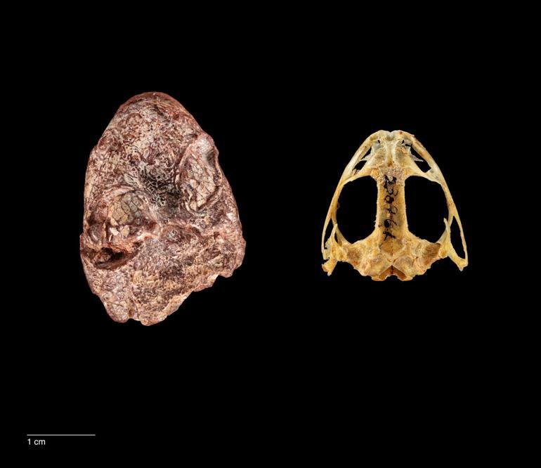 Paleontologlar, yeni keşfedilen bir fosile kurbağa Kermit’in adını verdi