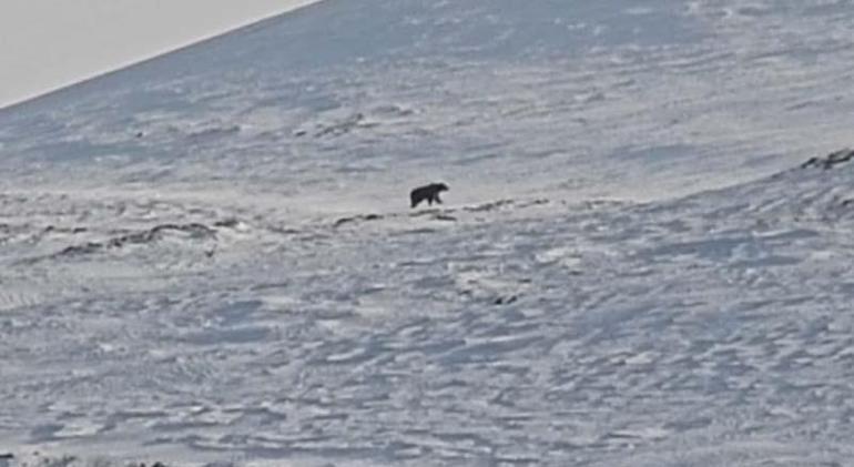 Nemrut'ta ayılar, kış uykusundan uyandı