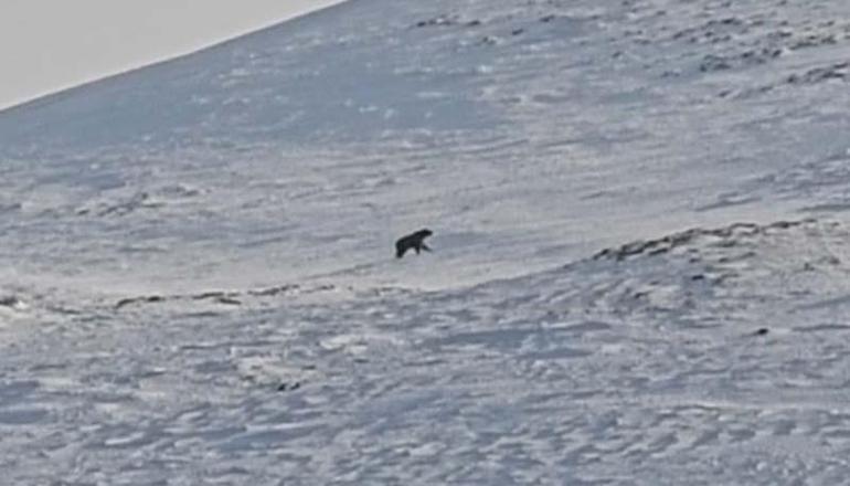 Nemrut'ta ayılar, kış uykusundan uyandı