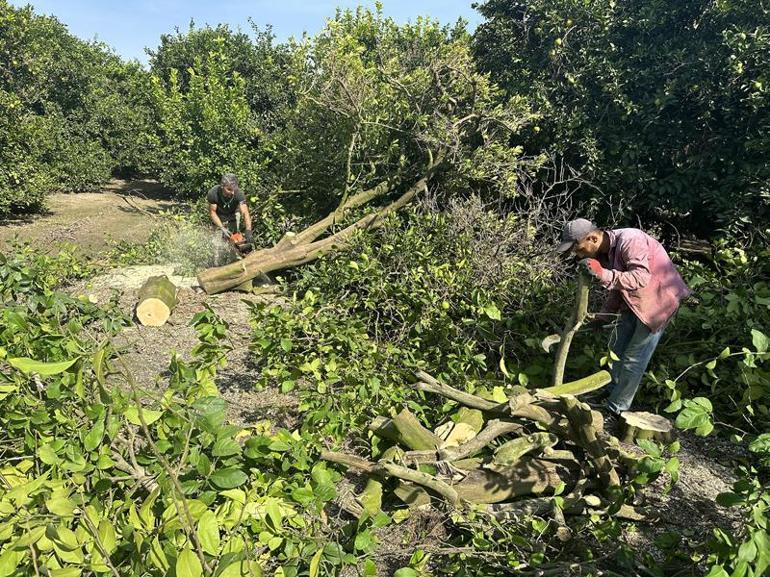 Narenciyenin döküldüğü Çukurova’da sinek artışı ve şark çıbanı uyarısı