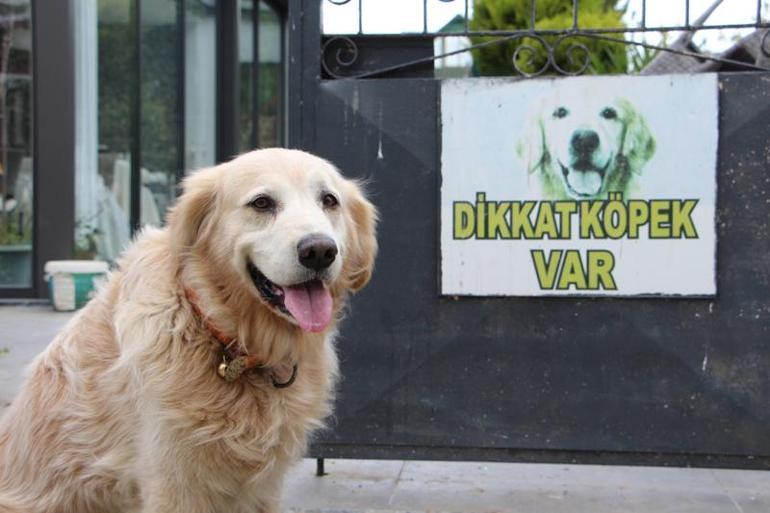 Aile hekiminin yaralanmasına neden olan köpeğin sahibi çifte, 315 bin lira tazminat cezası