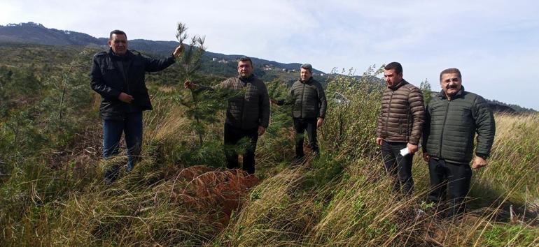 Hatay'da yanan ormanlar, 6 ton kızılçam tohumu ile yeşillendirildi