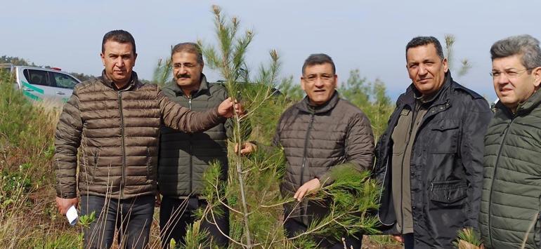 Hatay'da yanan ormanlar, 6 ton kızılçam tohumu ile yeşillendirildi