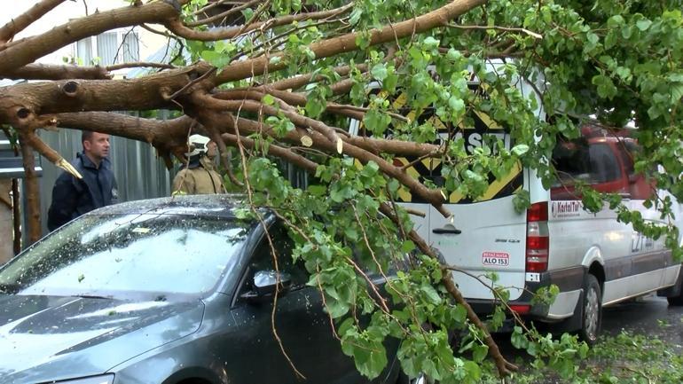 Maltepe’de ağaç park halindeki araçların üzerine devrildi