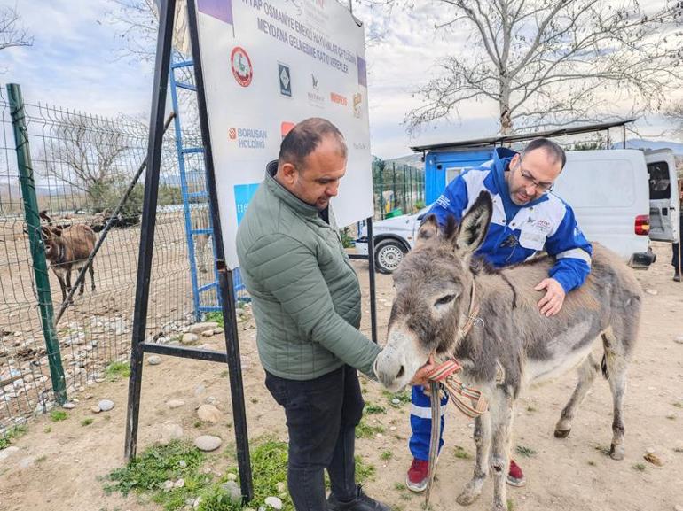 Araç arkasında sürüklenen eşek, tedavisi sonrası emekli hayvanlar çiftliğine yerleştirildi