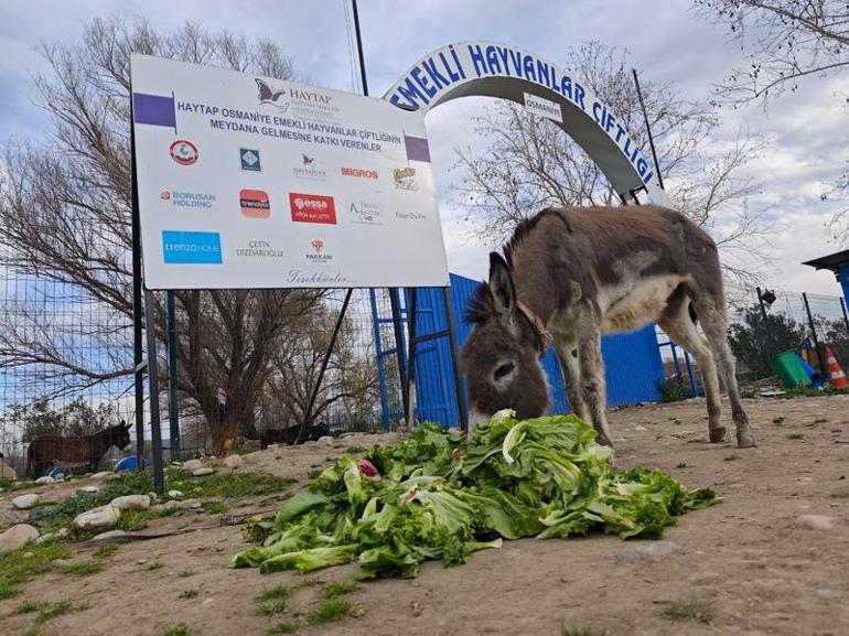 Araç arkasında sürüklenen eşek, tedavisi sonrası emekli hayvanlar çiftliğine yerleştirildi