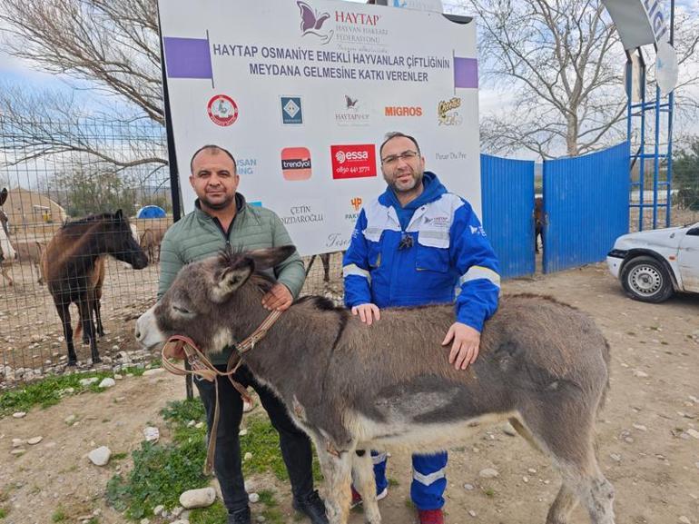 Araç arkasında sürüklenen eşek, tedavisi sonrası emekli hayvanlar çiftliğine yerleştirildi