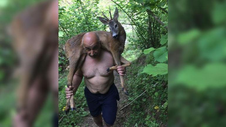 Derede yaralı halde bulunan geyik omuzda taşındı