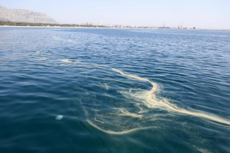 Antalya açıklarında denizanası ve sarı birikinti incelemesi