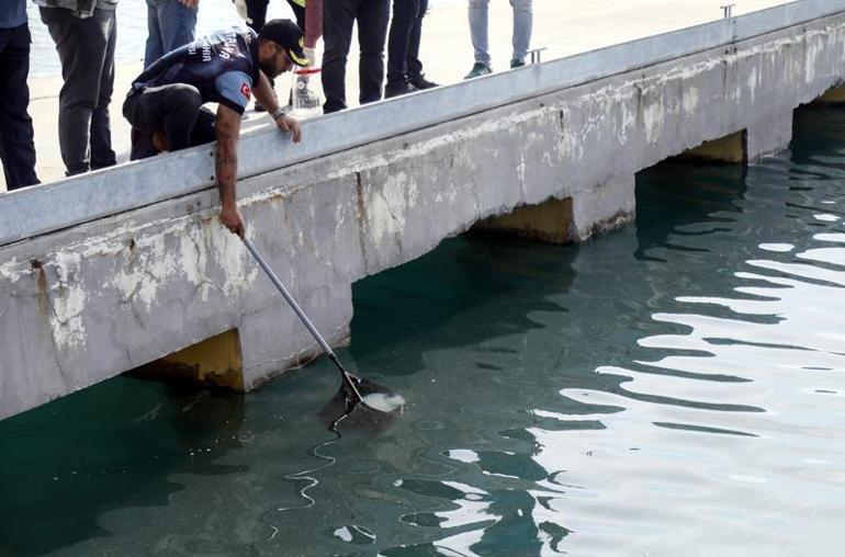 Antalya açıklarında denizanası ve sarı birikinti incelemesi