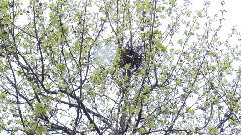 Başakşehir'de kaza sonrası ağaçtan düşen yavru kargalara itfaiyeden yardım eli