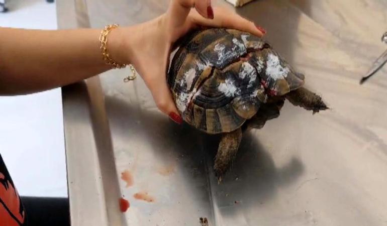 Kabuğu kırılan kaplumbağa ile enfeksiyon kapan 3 baykuş tedaviye alındı