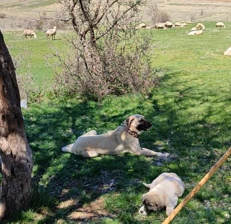 Vaşak, Kangal köpeklerinden ağaca tırmanarak kurtuldu