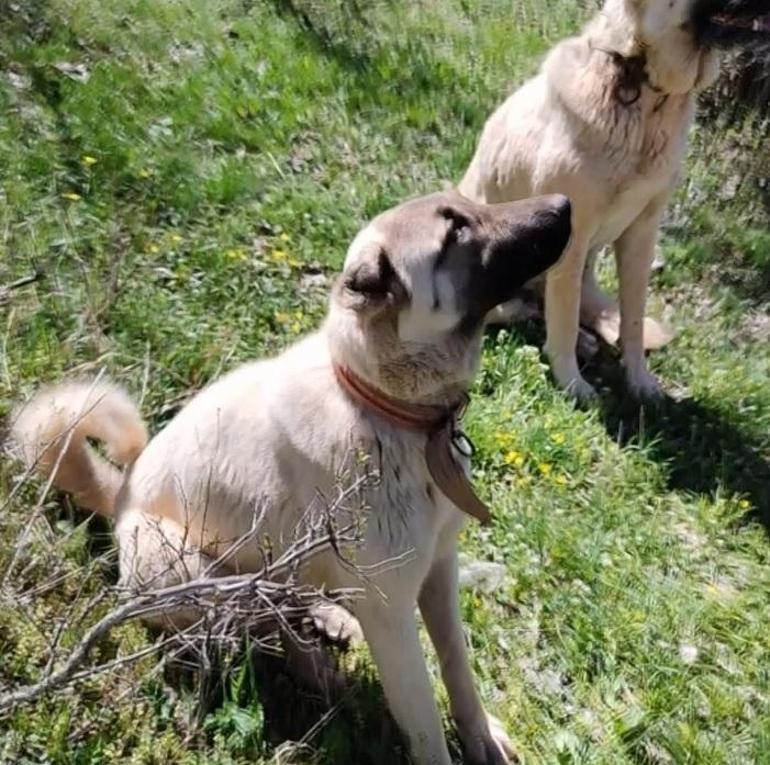 Vaşak, Kangal köpeklerinden ağaca tırmanarak kurtuldu