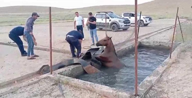 Batman'da atık petrol kuyusuna düşen atı itfaiye kurtardı