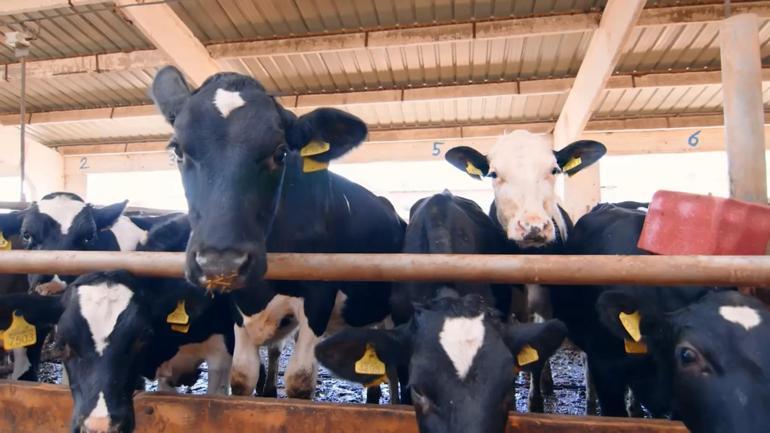 Kurbanlık bilgileri, 'Tarım Cebimde' uygulaması ile sorgulanabilecek