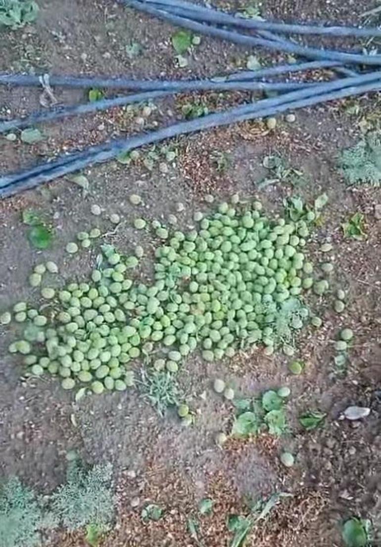 Niğde’de tarım arazileri dolu ve selden zarar gördü