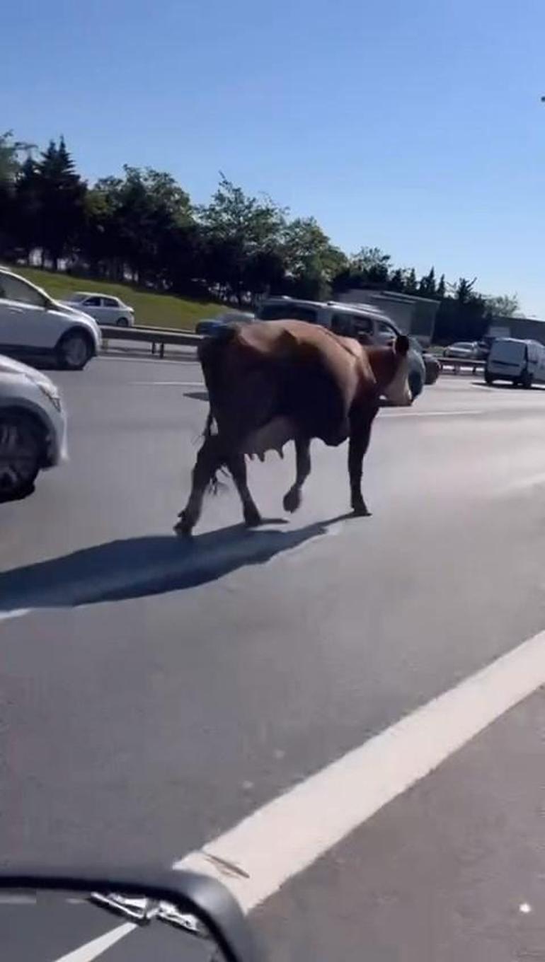 Avcılar'da TEM Otoyolu'na giren inekler trafiği altüst etti