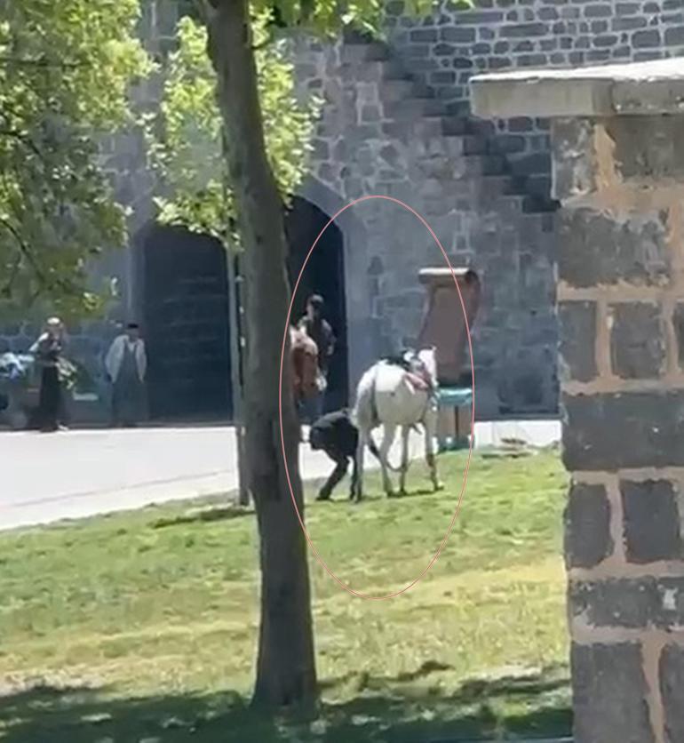 Diyarbakır’da piknik yapanların arasına at daldı: 1’i çocuk, 2 yaralı