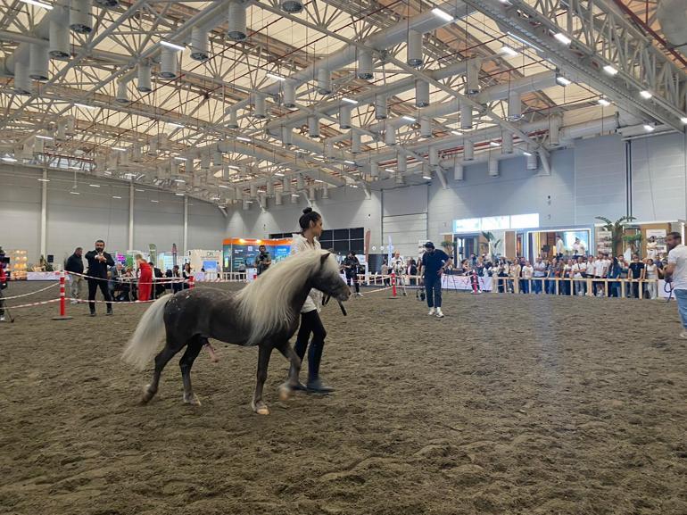 Atlar güzellik yarışmasında boy gösterdi; kalp krizi geçiren at öldü