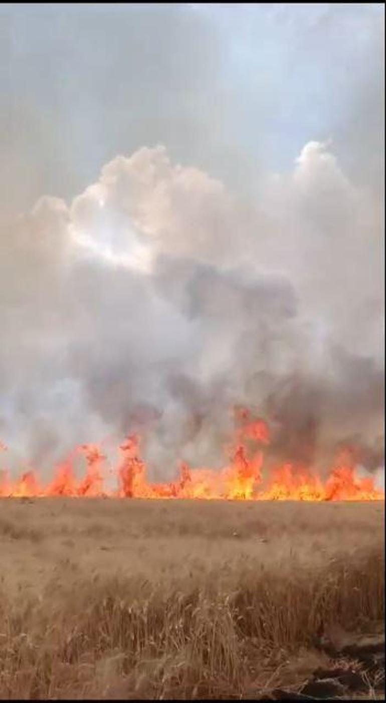 Mardin'de 70 dönüm buğday tarlası yandı; 13 gündeki yangınlarda 4 bin 885 dönüm ekili arazi zarar gördü
