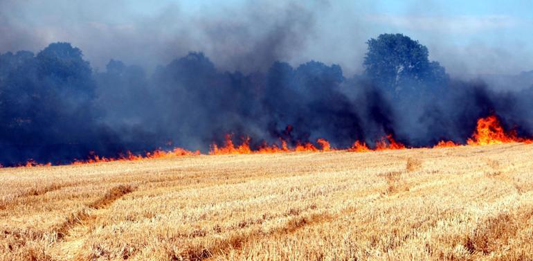 Edirne'de buğday tarlasında çıkan yangın, ağaçlara sıçradı