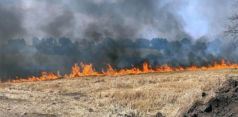 Edirne'de buğday tarlasında çıkan yangın, ağaçlara sıçradı