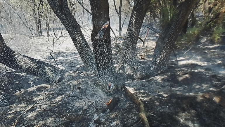 Silivri'de orman yangını