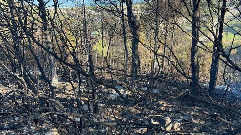 İzmir'deki yangında yanan alanlar, havadan görüntülendi