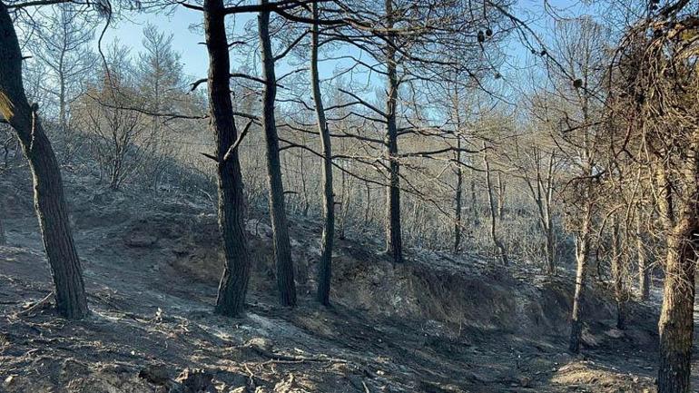 İzmir'deki yangında yanan alanlar, havadan görüntülendi