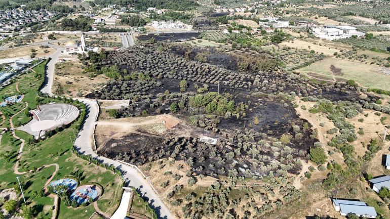 İzmir'deki yangın 4 saatte kontrol altına alındı, 15 hektar zeytinlik zarar gördü