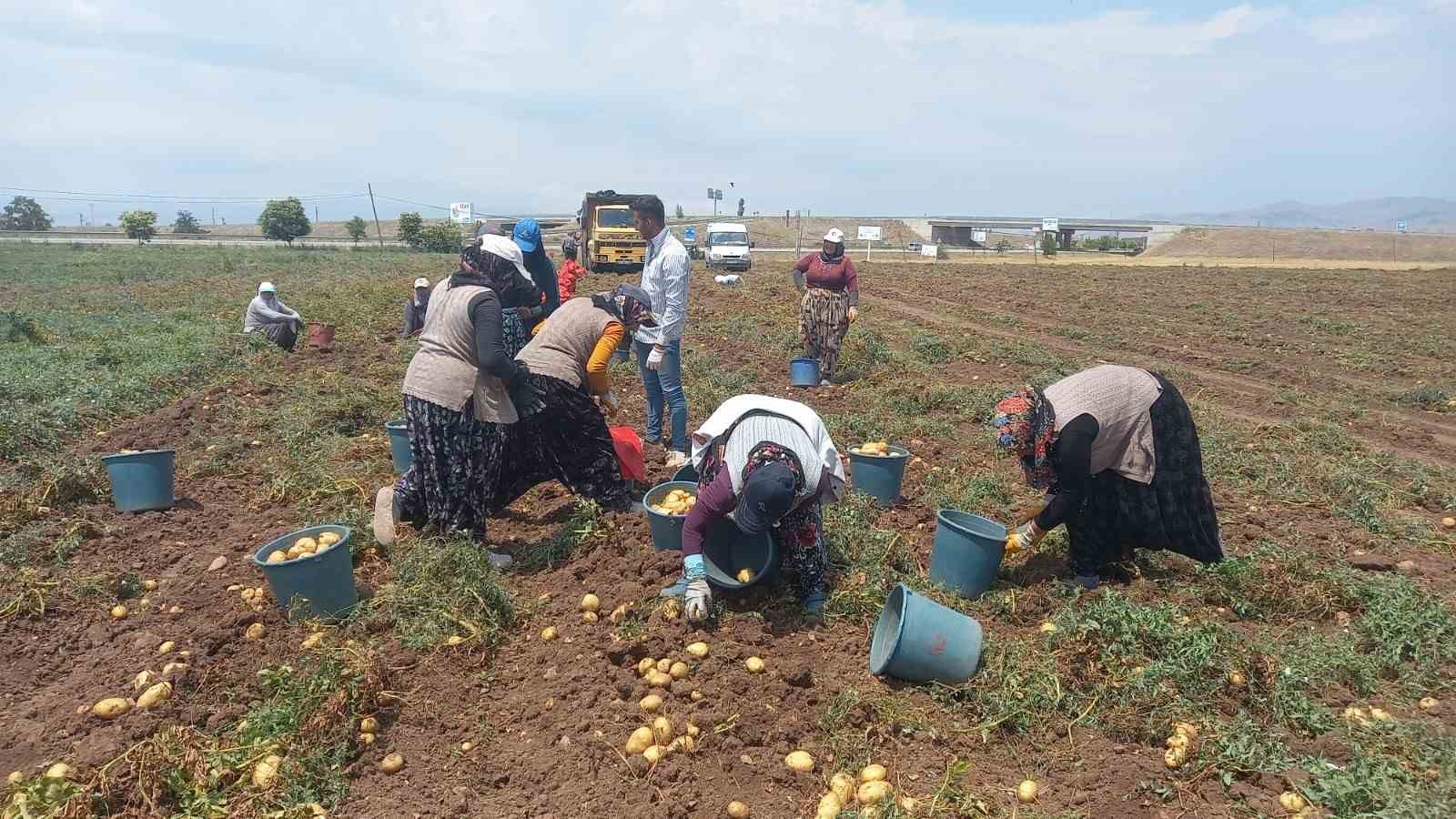 Sandıklı’da 40 bin dekar alanın üzerinde ekimi yapılan patates hasatı başladı