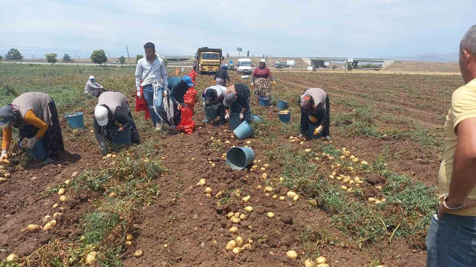 Sandıklı’da 40 bin dekar alanın üzerinde ekimi yapılan patates hasatı başladı