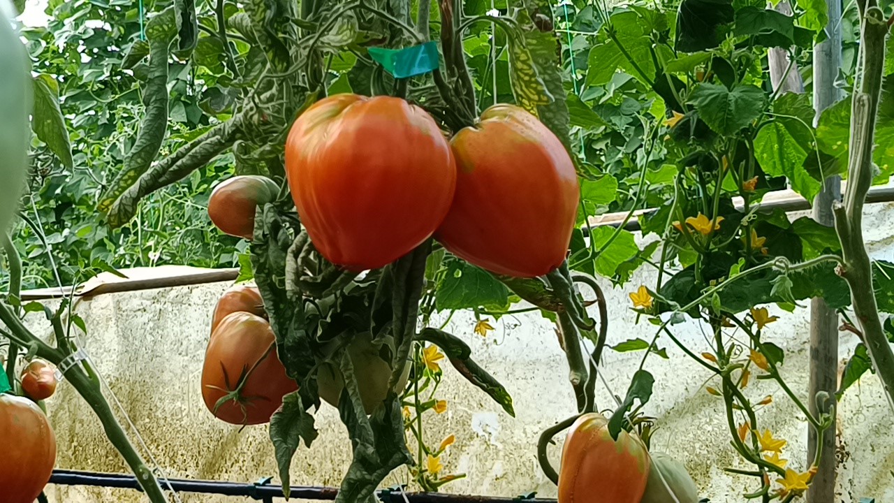 Bu yılki hedefi 2 kiloluk domates