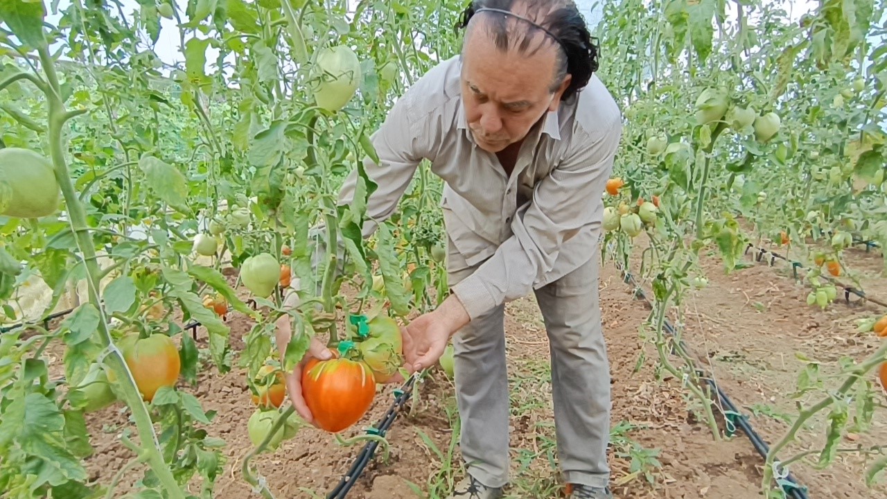 Bu yılki hedefi 2 kiloluk domates