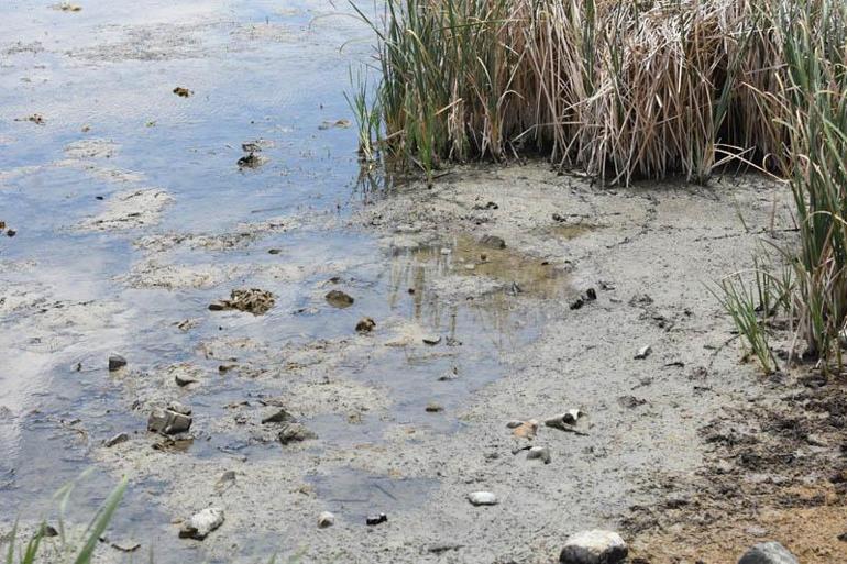 Ulaş Gölü'nde su seviyesi azaldı; 'Doğal habitat bozuluyor' uyarısı