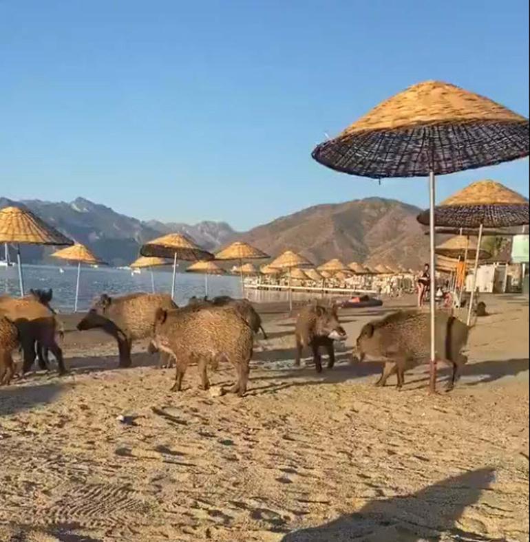 Marmaris'te domuzlar sahile indi