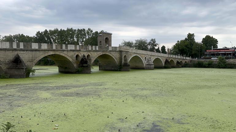 Edirne'de kavurucu sıcaklar ayçiçeği tarlalarını vurdu