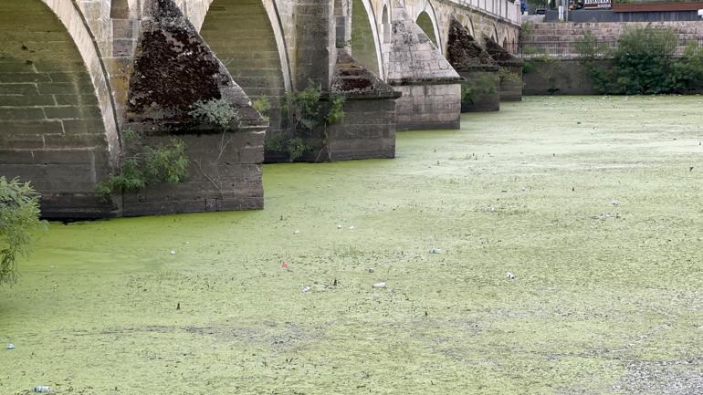 Edirne'de kavurucu sıcaklar ayçiçeği tarlalarını vurdu