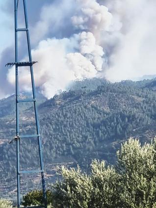 Aydın'da orman yangını