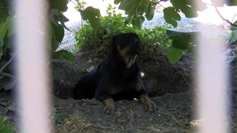 Fatih'te sokak köpeklerinin saldırısına uğrayan bir kişi hayatını kaybetti