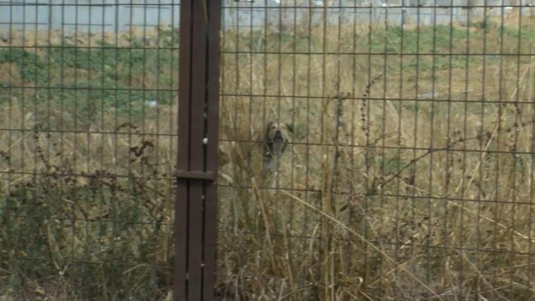 Fatih'te sokak köpeklerinin saldırısına uğrayan bir kişi hayatını kaybetti