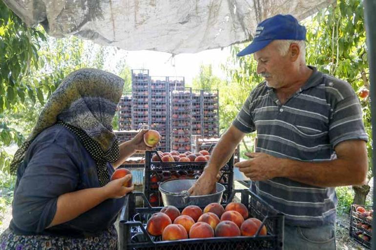 Bilinmeyen zararlı, tonlarca ihracatlık meyveyi dalında çürüttü