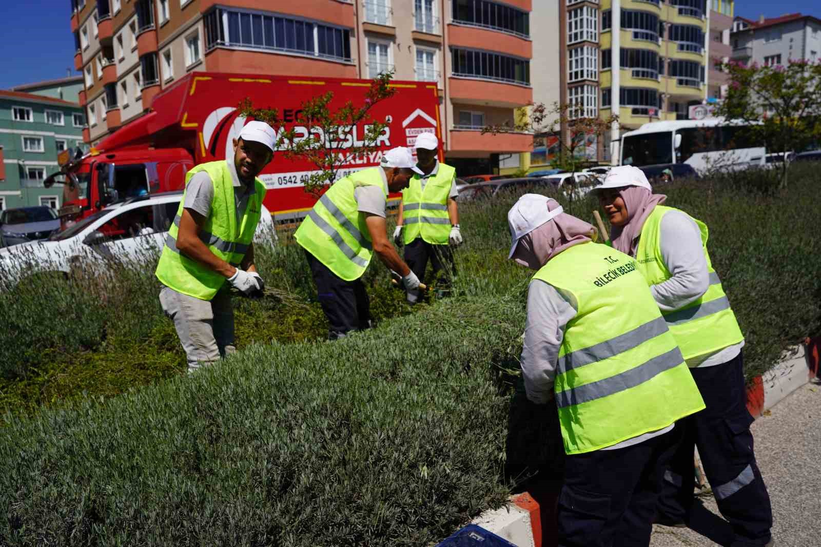 Lavantalardan bu yıl da organik ürünler üretilecek