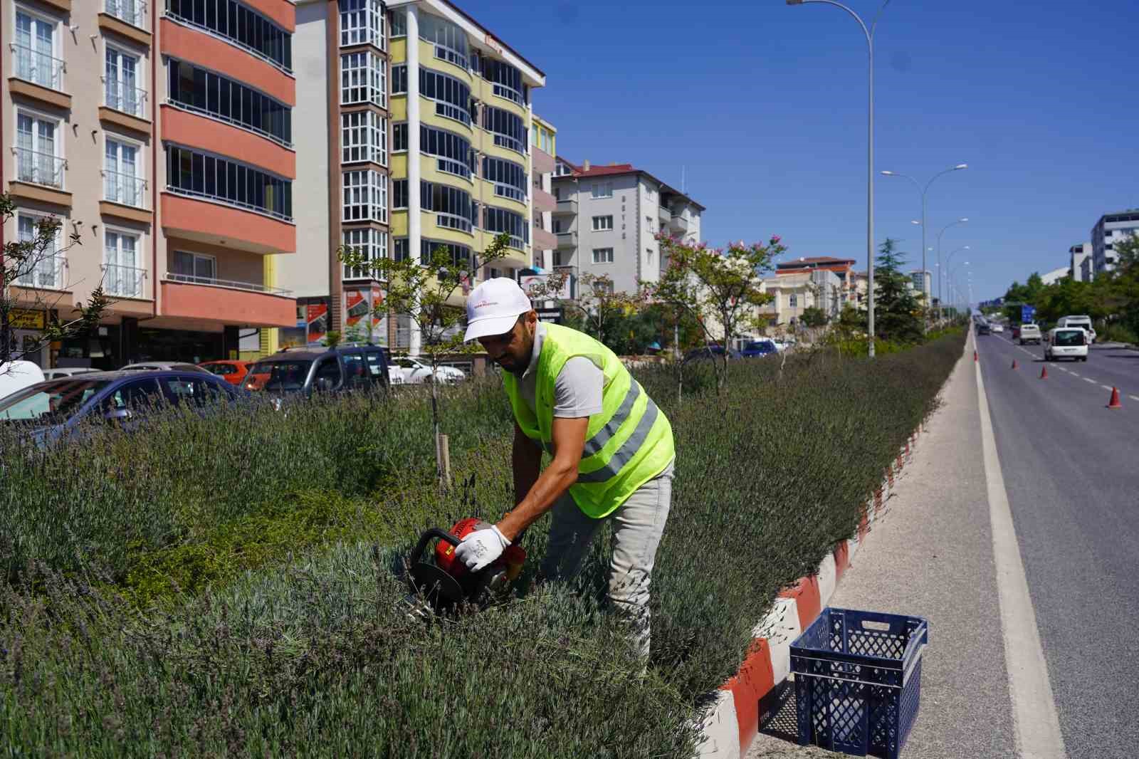 Lavantalardan bu yıl da organik ürünler üretilecek