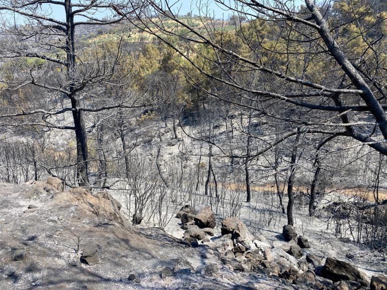 Manisa'daki orman yangını 6'ncı gününde